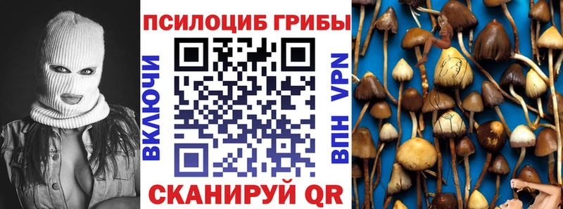 OMG вход  Зеленогорск  Галлюциногенные грибы Psilocybe 